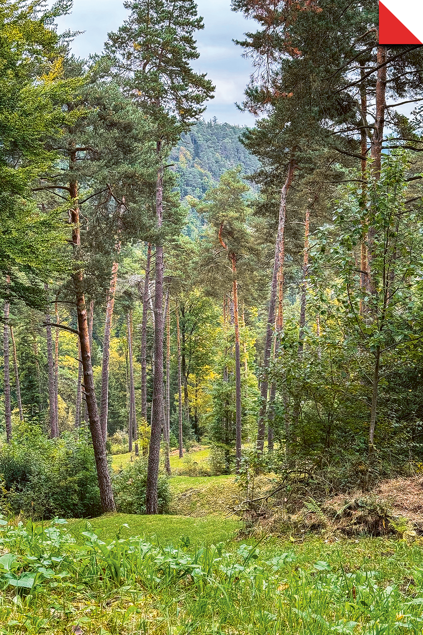Forêt de pins et de feuillus, avec une clairière herbeuse au premier plan.