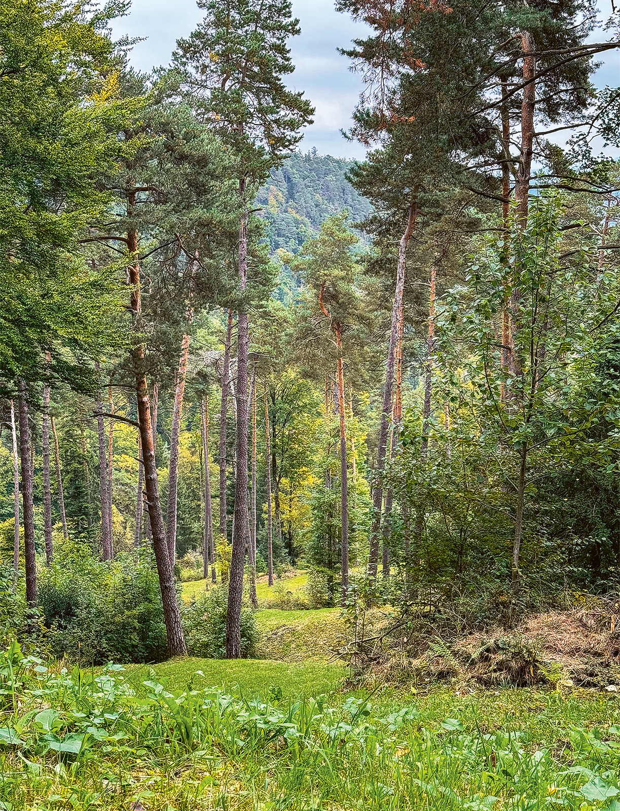Forêt de pins et de feuillus, avec une clairière herbeuse au premier plan.
