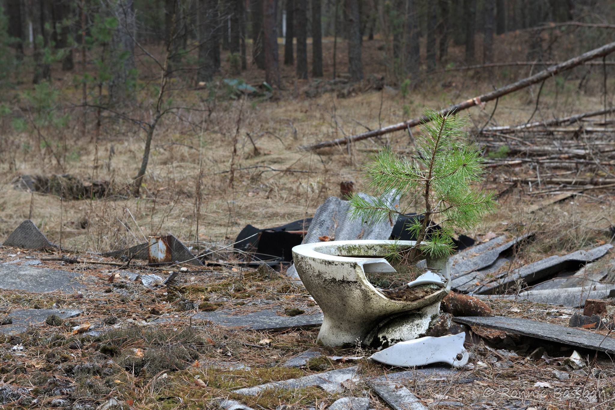 Manchmal stösst man bei einem Besuch der Sperrzone auch auf einige spezielle Sehenswürdigkeiten. Diese junge Kiefer wächst aus einer alten Toilettenschüssel (Text: Roland Verant)