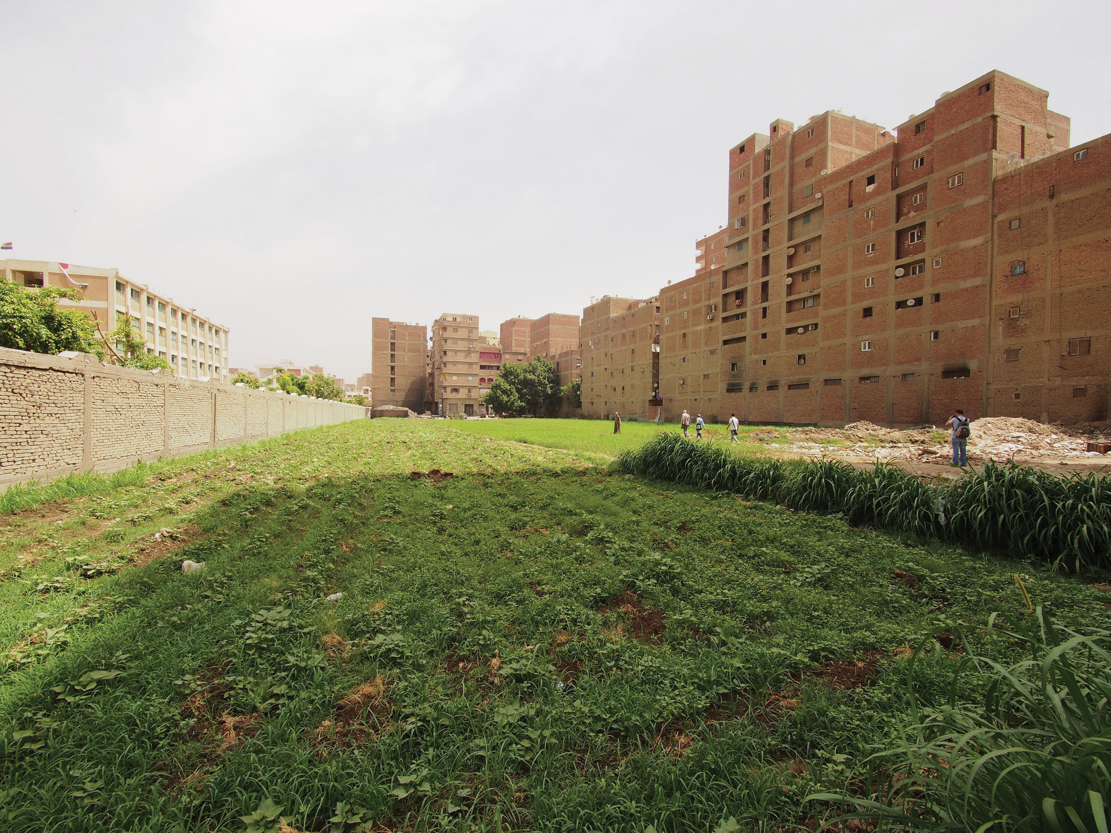 Ard-el-Liwa, Le Caire. Champ de trèfle confronté aux bâtiments