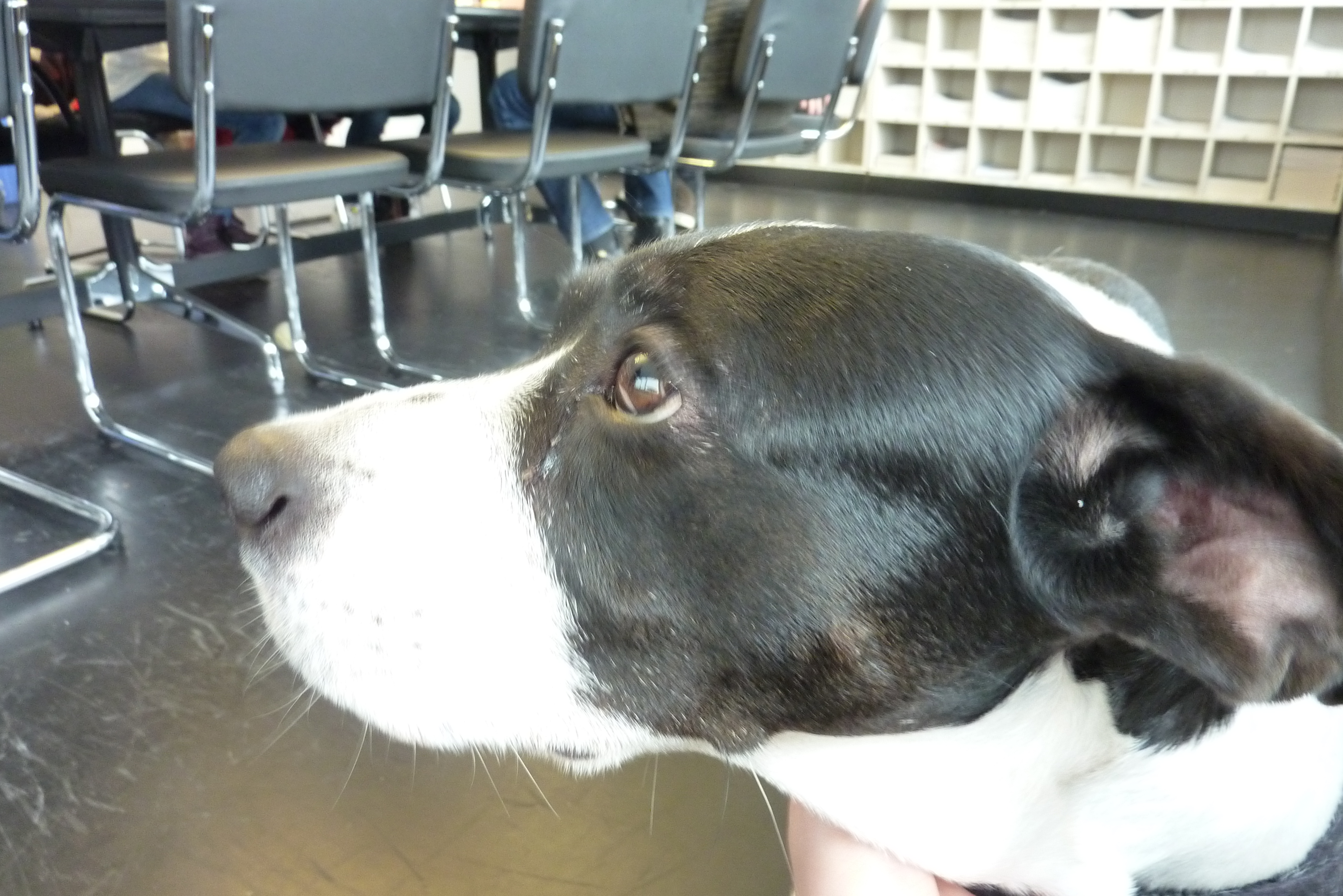 Bianca, der süsse Redaktionshund, durfte leider nicht mit.