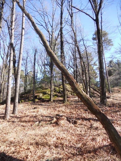Naherholungsgebiet Parco Maia bei Losone. Hier wachsen vor allem Laubbäume: Eichen, Linden, Ahorne, Kirschen.