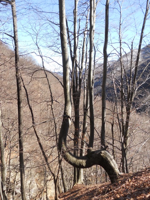 Seltsam geformte Buche im Onsernonetal.