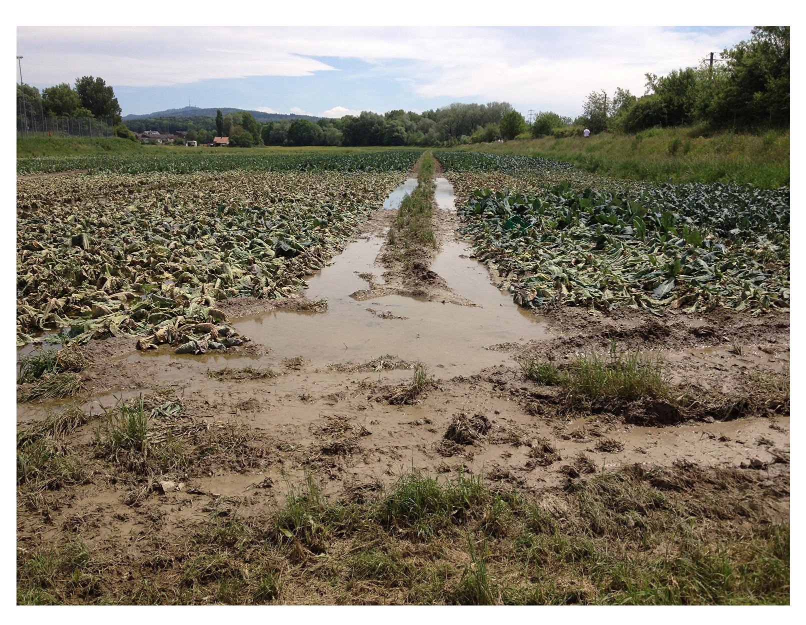 Signes de compactage du sol après de fortes pluies sur les terres arables Suisses