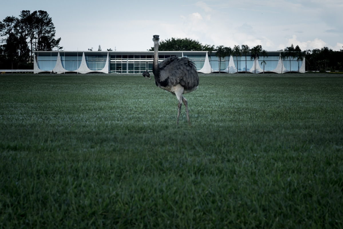 Dass Straussen vor der Residenz des Präsidenten weiden, verleit dem Areal am Ufer des Stausees eine wohl eher ungewollte Skurrilität.