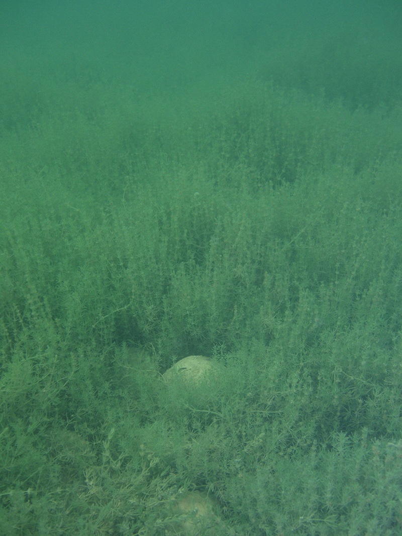 Der Characeen-Bestand dominiert das an sich intakte Bild der Unterwasservegetation vor dem Hopfräben.