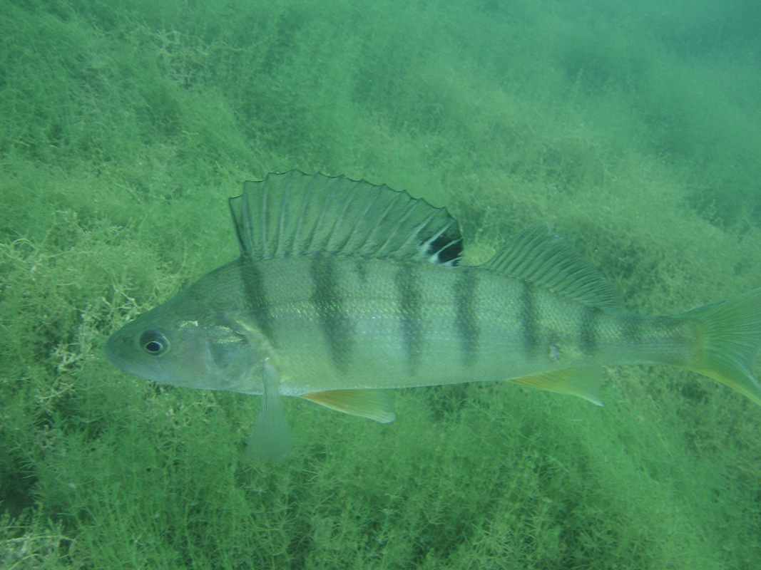Der Barsch nutzt Wasserpflanzen zur Laichablage.
