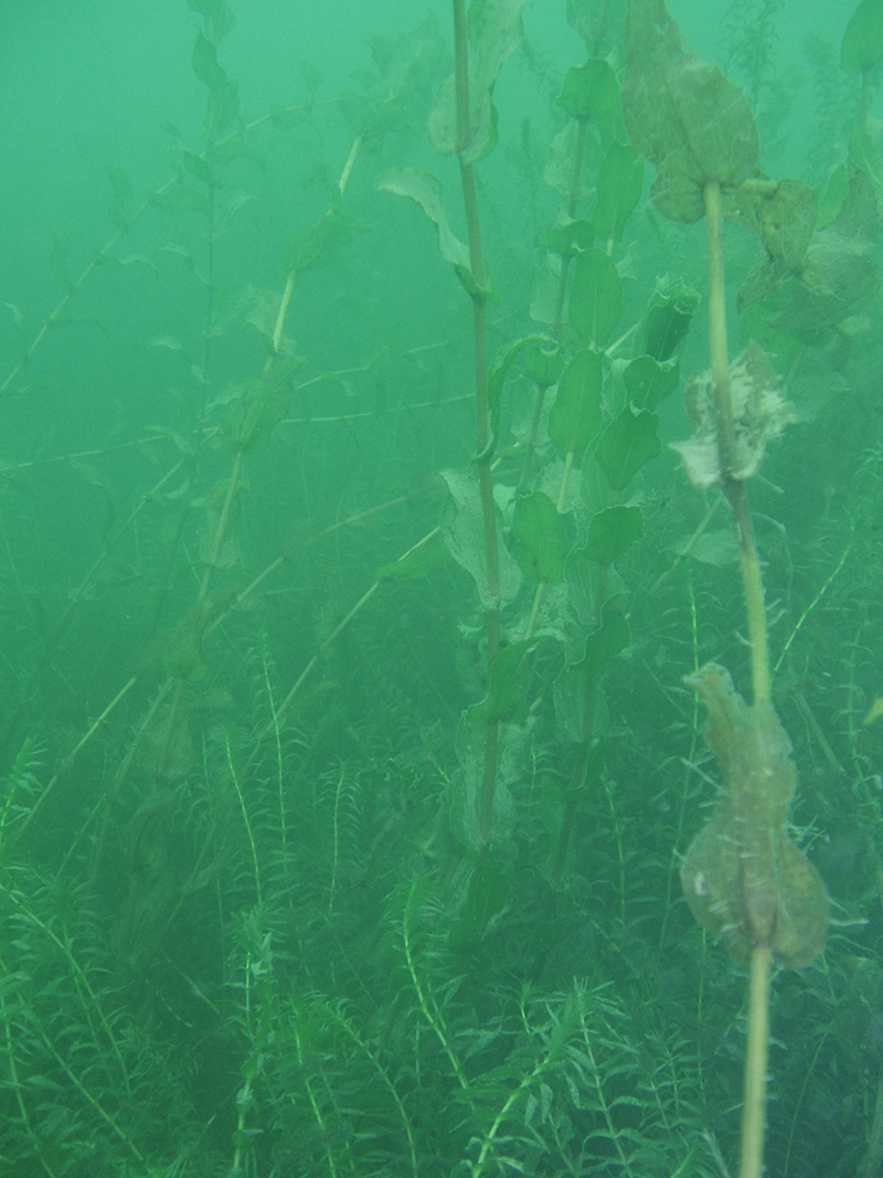 Das Laichkraut gilt als bedrohte Wasserpflanze und ist zudem Nährstoff liebend. Allein die erwünschte Reduktion von Nährstoffeinträgen führt dazu, dass das Vorkommen dieser Art in vielen Schweizer Seen bedroht sein wird.