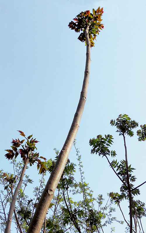 Götterbäume streben dem Himmel zu und wachsen der Konkurrenz davon.