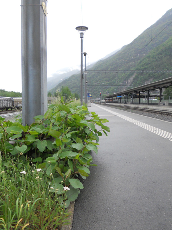 Hartnäckige Asiatische Staudenknöteriche beim Bahnhof Castione-Arbedo TI.