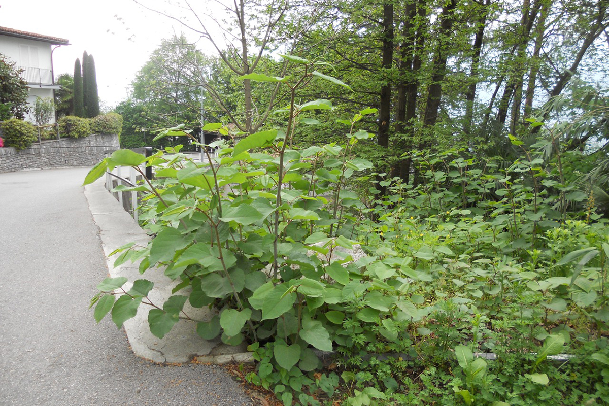 Die Asiatischen Staudenknöteriche gelangten vermutlich mit abgelagerter Erde, die Knöterich-Wurzeln enthielt, an diesen Ort in Locarno-Monti.