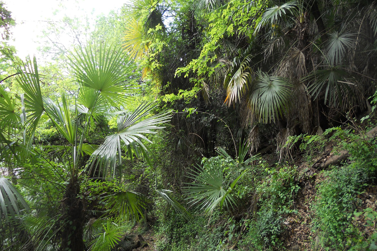 Sinfonie in Grün: Chinesische Hanfpalmen im Wald oberhalb von Locarno-Solduno.