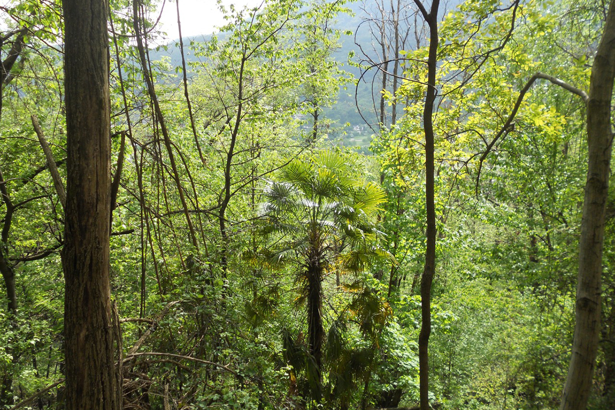 Eine Chinesische Hanfpalme hat im Wald bei Ponte Brolla TI Fuss gefasst.