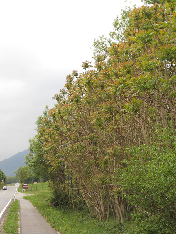 Götterbäume an der Kantonsstrasse zwischen San Vittore und Roverdeo GR.
