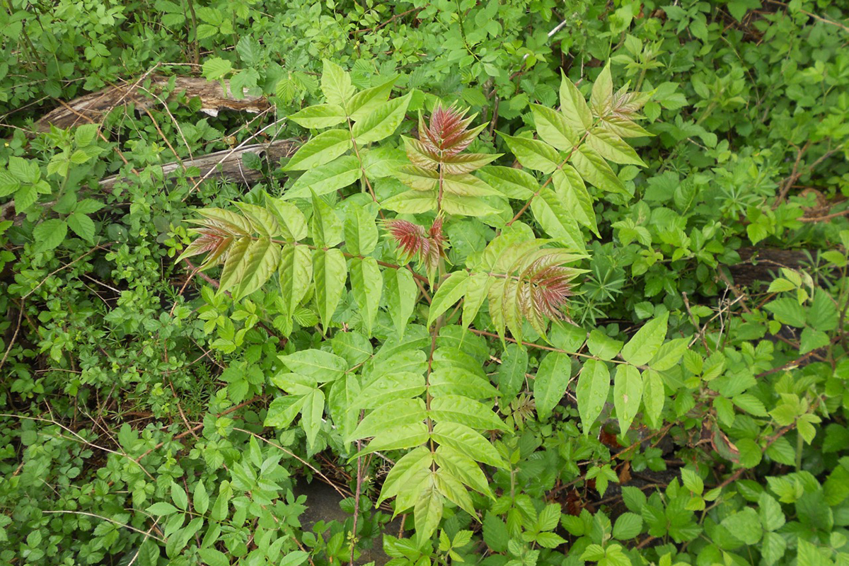 Im Boden vorhandene Samen des Götterbaums keimen, sobald die Bedingungen dafür günstig sind. Mit ihren durch den Wind verbreiteten geflügelten Samen verfügt die Baumart über ein beträchtliches Ausbreitungspotenzial.