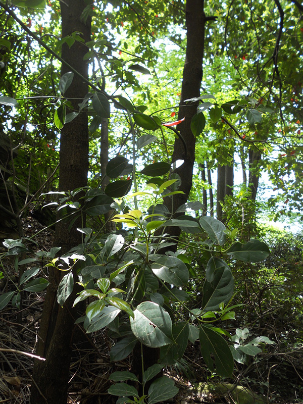 Blätter eines Kampferbaums im Wald oberhalb von Locarno-Solduno.