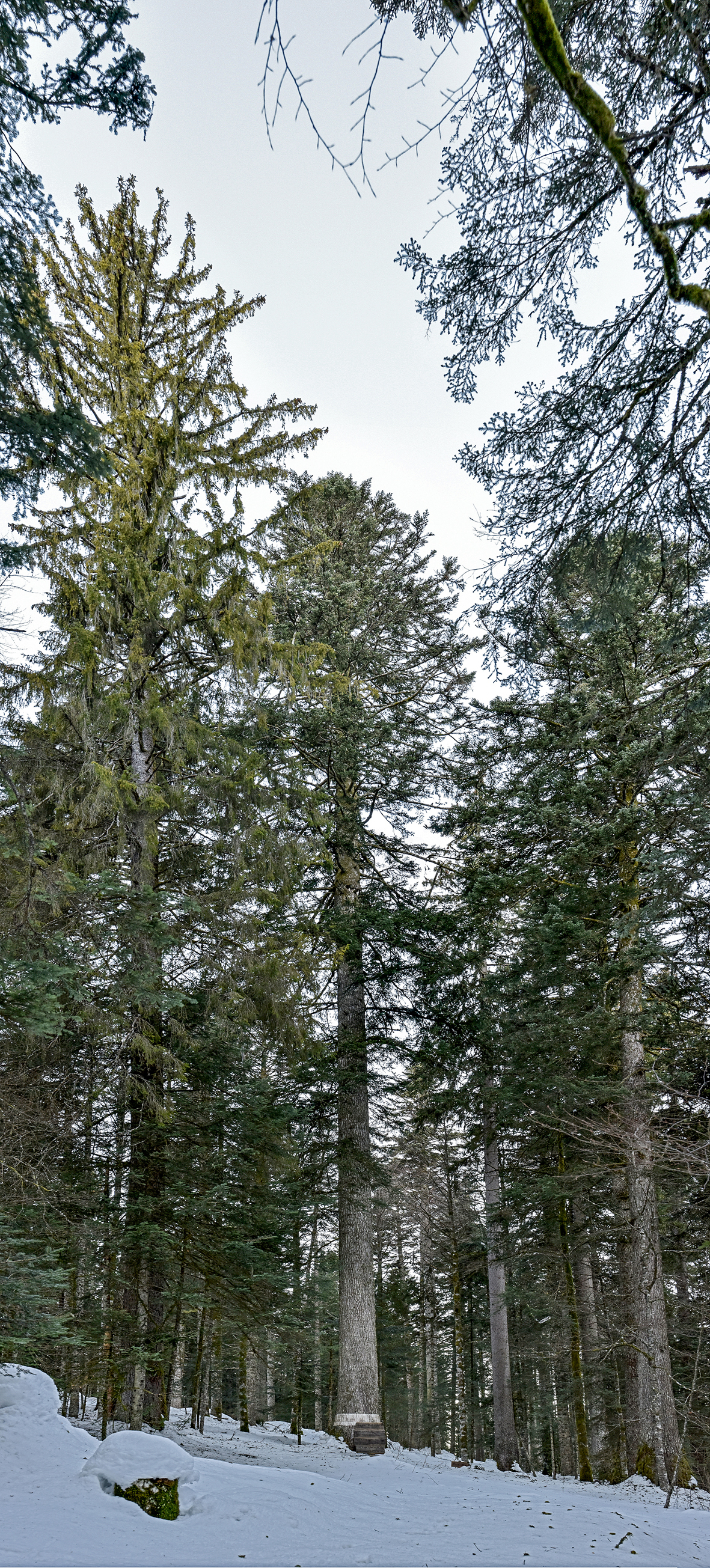 Die mächtigste Tanne im Wald: «Sapin Président», 300 Jahre alt und mit einem Umfang von 4.56 m.