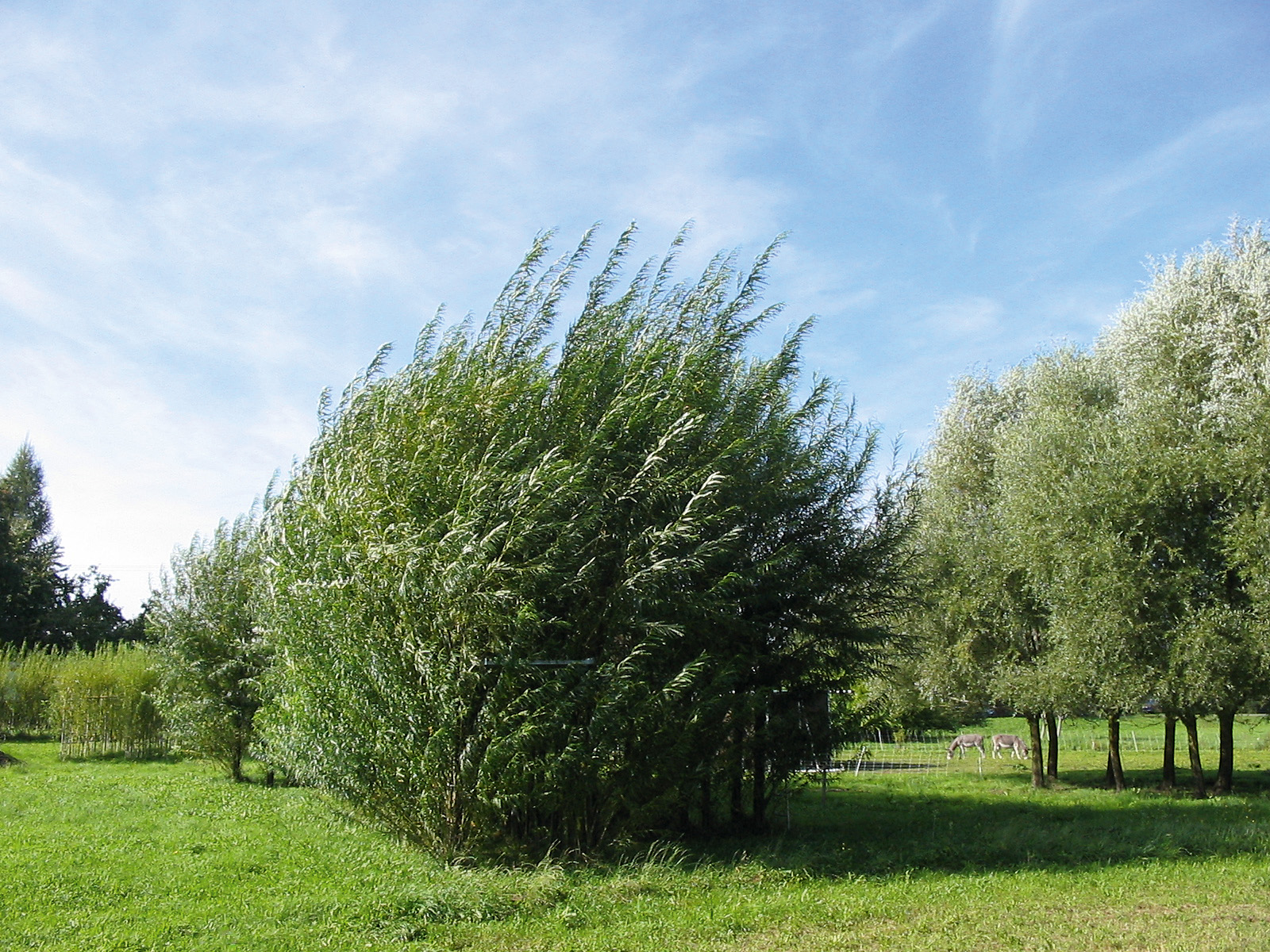 Der Steg wurde als Projekt im Rahmen von «Neue Kunst am Ried» 2005 als erstes Bauwerk von den Stuttgarter Baubotanikern nahe dem Bodensee realisiert. Lauffläche und Handlauf sind aus Stahl, alle lasttragenden und aussteifenden Elemente aus Weidensteckhölzern