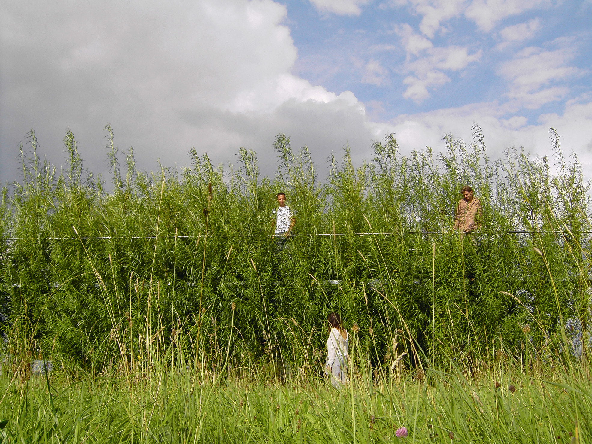 Der Steg wurde als Projekt im Rahmen von «Neue Kunst am Ried» 2005 als erstes Bauwerk von den Stuttgarter Baubotanikern nahe dem Bodensee realisiert. Lauffläche und Handlauf sind aus Stahl, alle lasttragenden und aussteifenden Elemente aus Weidensteckhölzern