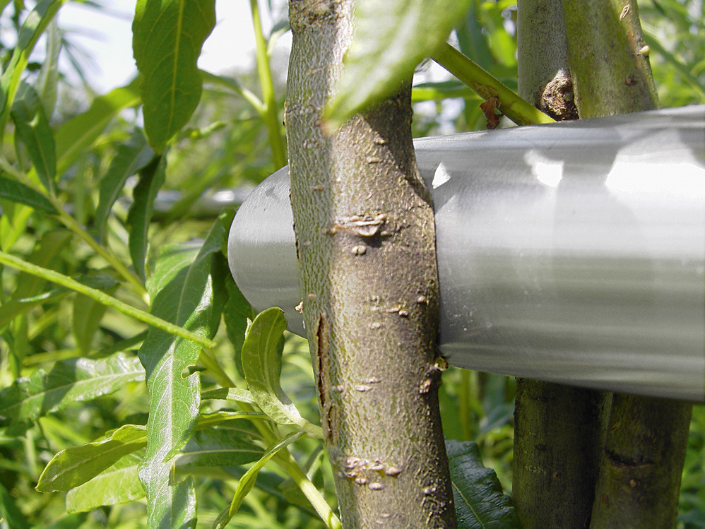 Eine Verbindung ensteht: Die Weiden umschliessen den Handlauf und verwachsen miteinander. Bereits nach wenigen Wochen sind Überwallungsansätze sichtbar. Bis ein Bauteil wie in Bild 07 völlig eingewachsen ist, vergehen jedoch etwa 3 bis 4 Jahre
