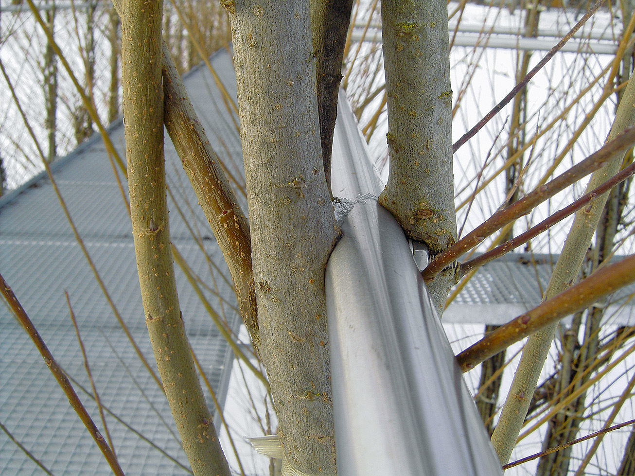 Eine Verbindung ensteht: Die Weiden umschliessen den Handlauf und verwachsen miteinander. Bereits nach wenigen Wochen sind Überwallungsansätze sichtbar. Bis ein Bauteil wie in Bild 07 völlig eingewachsen ist, vergehen jedoch etwa 3 bis 4 Jahre