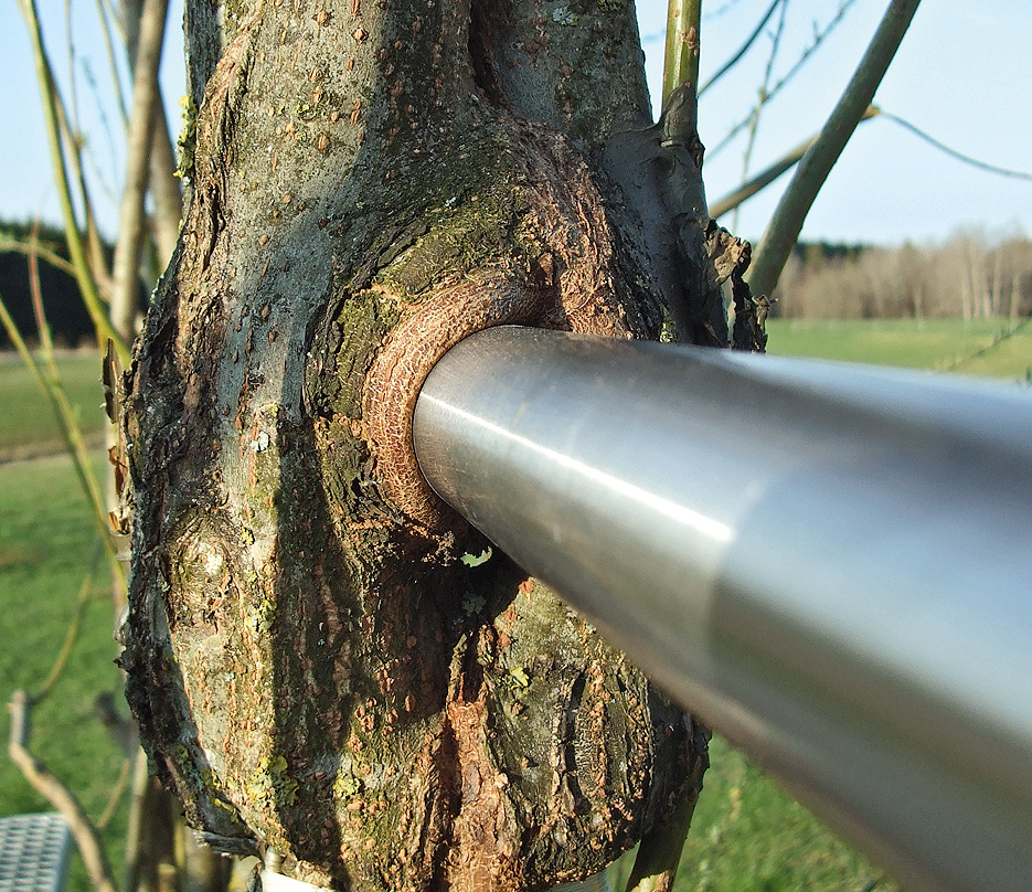Eine Verbindung ensteht: Die Weiden umschliessen den Handlauf und verwachsen miteinander. Bereits nach wenigen Wochen sind Überwallungsansätze sichtbar. Bis ein Bauteil wie in Bild 07 völlig eingewachsen ist, vergehen jedoch etwa 3 bis 4 Jahre