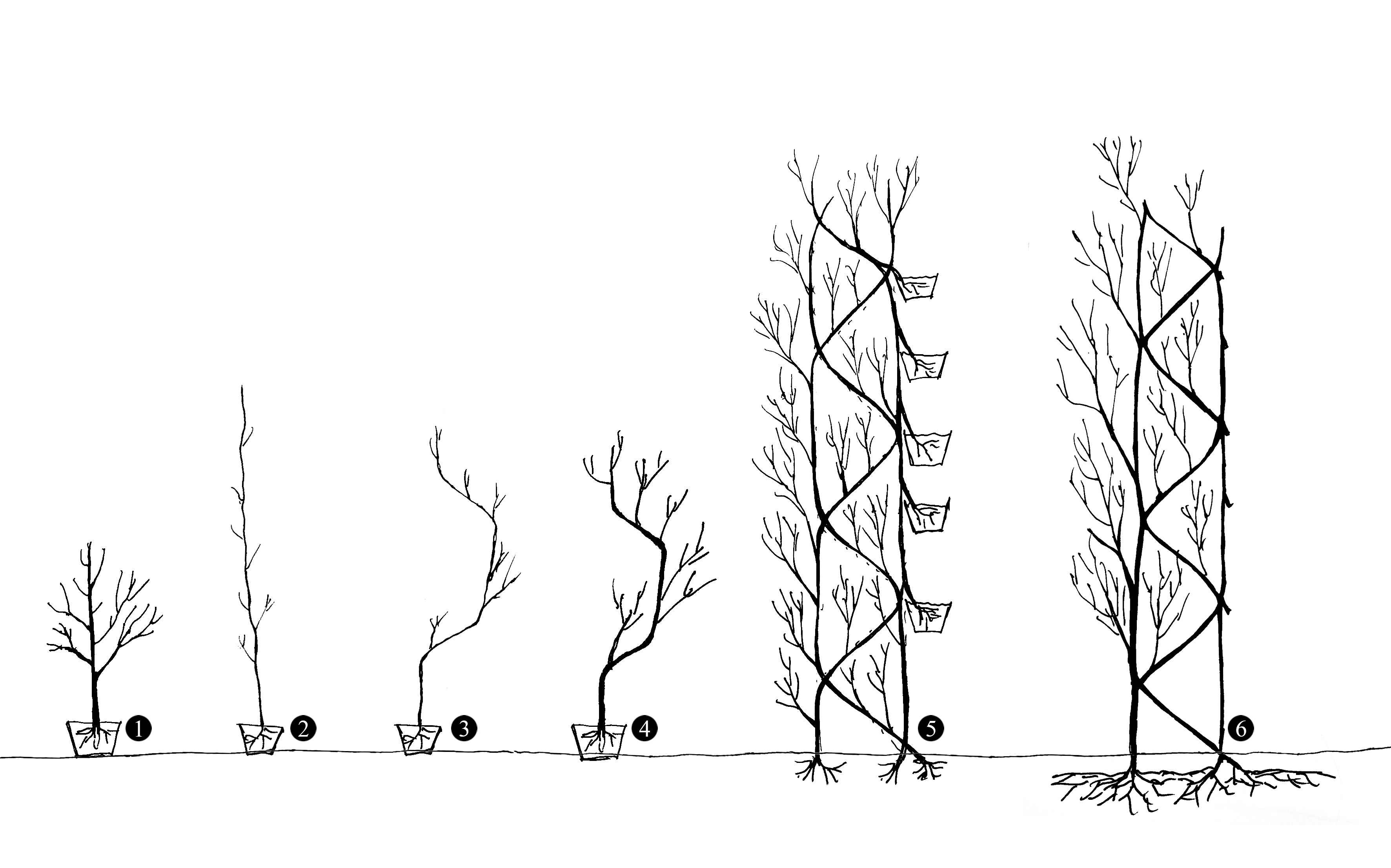 Werden Pflanzen im Raum angeordnet und miteinander speziell verbunden, können sie zu physiologischen Einheiten verwachsen. Anhand eines prototypischen Turms soll dieses Prinzip in grossem Massstab umgesetzt werden (Illustration: Forschungsgruppe Baubotanik)