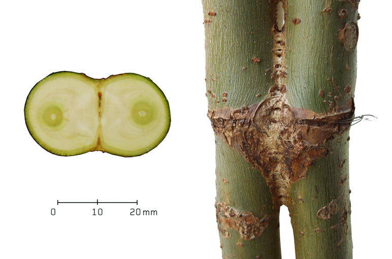 Querschnitte durch Verwachsungen von Weide (hier zwei Stadien) und Platane