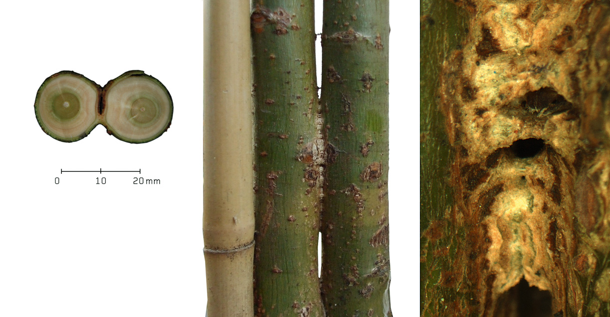 Querschnitte durch Verwachsungen von Weide (hier zwei Stadien) und Platane