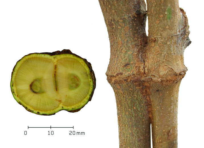 Querschnitte durch Verwachsungen von Weide (hier zwei Stadien) und Platane