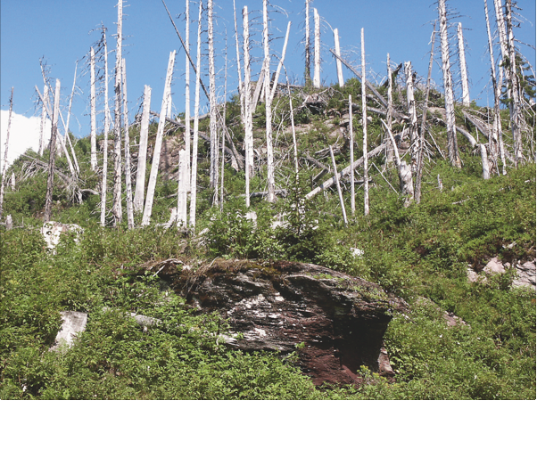 Nach dem Stum «Vivian» 1990 vermehrte sich der Borkenkäfer in einigen Regionen der Alpen so stark, dass auch vom Sturm unversehrte Wälder befallen wurden wie hier oberhalb von Schwanden GL. Häufigere Sturmschäden und wärmere Temperaturen könnten künftig