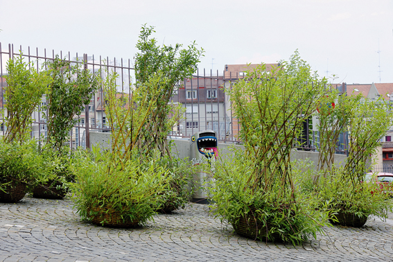 Der Topf ist die Pflanze: Salix Colonia. (Foto: Ruedi Weidmann)