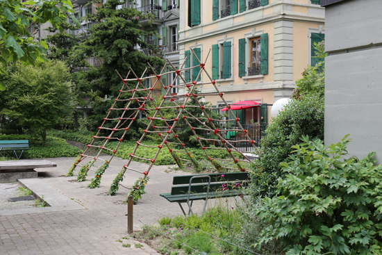 Plantae. (Foto: Ruedi Weidmann)