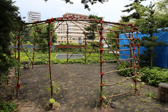 Plantae. (Foto: Ruedi Weidmann)