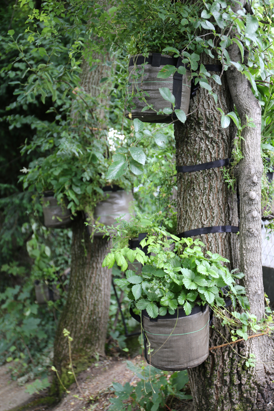 Nestor le jardin loupe. (Foto: Ruedi Weidmann)
