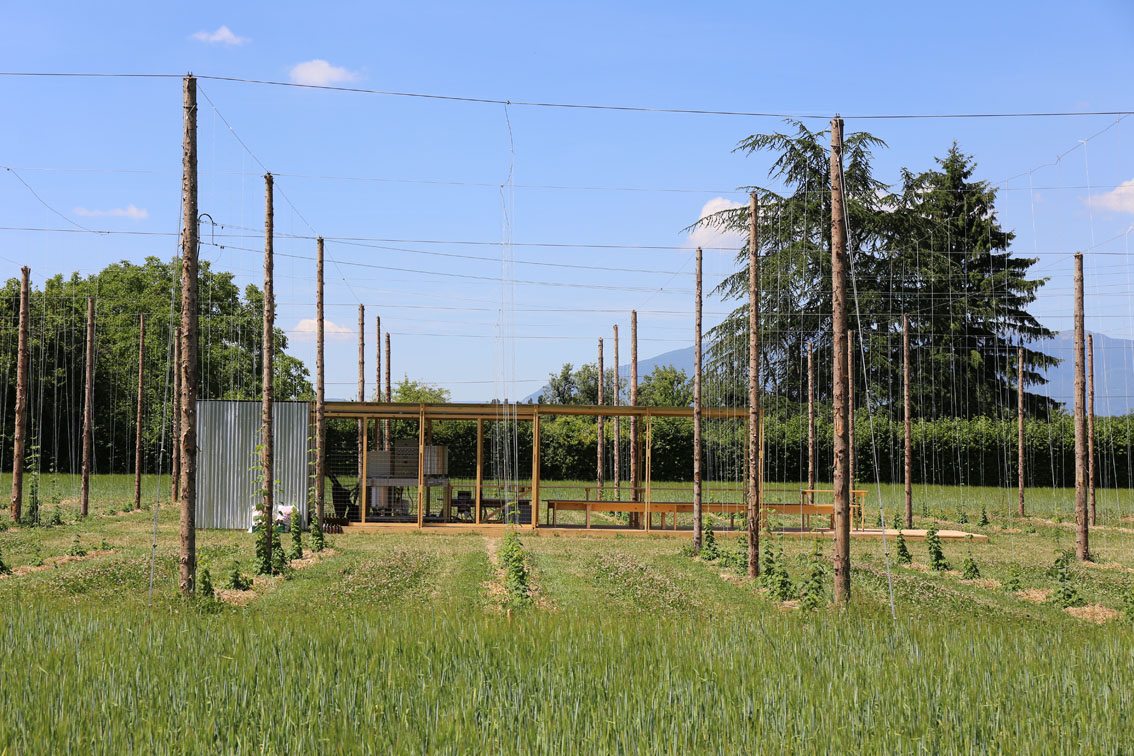 Champ de bière. (Foto: Ruedi Weidmann)