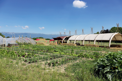 Im Feldrestaurant in Bernex wird gegessen und getrunken, was die Region hergibt. (Foto: Ruedi Weidmann)