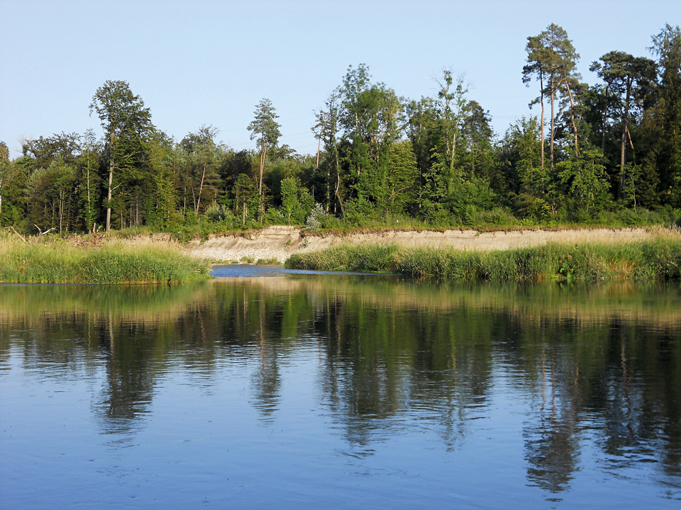 Durch Erosion der Ufer im neuen Seitengewässer (hinten im Bild) gelangt bei Hochwasser wieder vermehrt Geschiebe in die Aare. (Foto: Lukas Denzler)