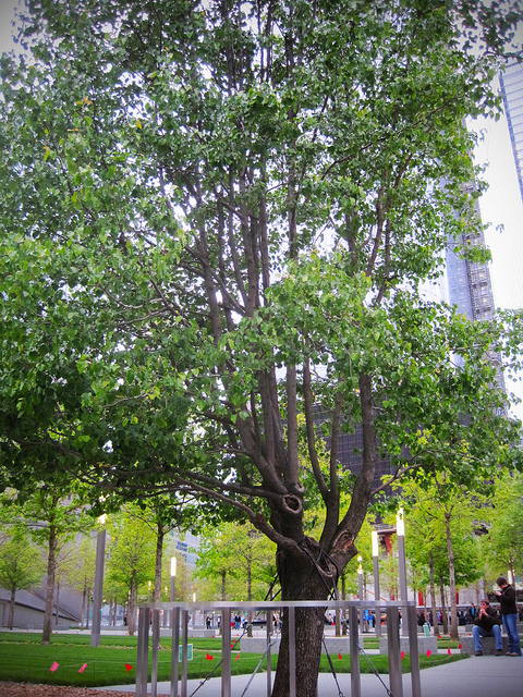 Ursprünglich 1970 gepflanzt, wurde der «Survivor Tree» nach den Anschläge vom Grünflächenamt von New York gepflegt und im Dezember 2010 schliesslich auf dem Gedenkplatz eingesetzt. (Foto: flickrCC/apasciuto)