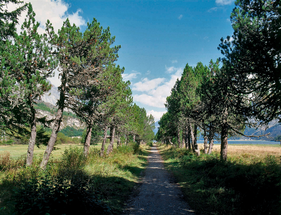 Im Park des ehemaligen Hôtel Maloja Kursaal in Maloja aus dem späten 19. Jahrhundert führt eine Bergföhrenallee die Hotelgäste ans Ufer des Silsersees. (Foto: Heinz Dieter Finck)