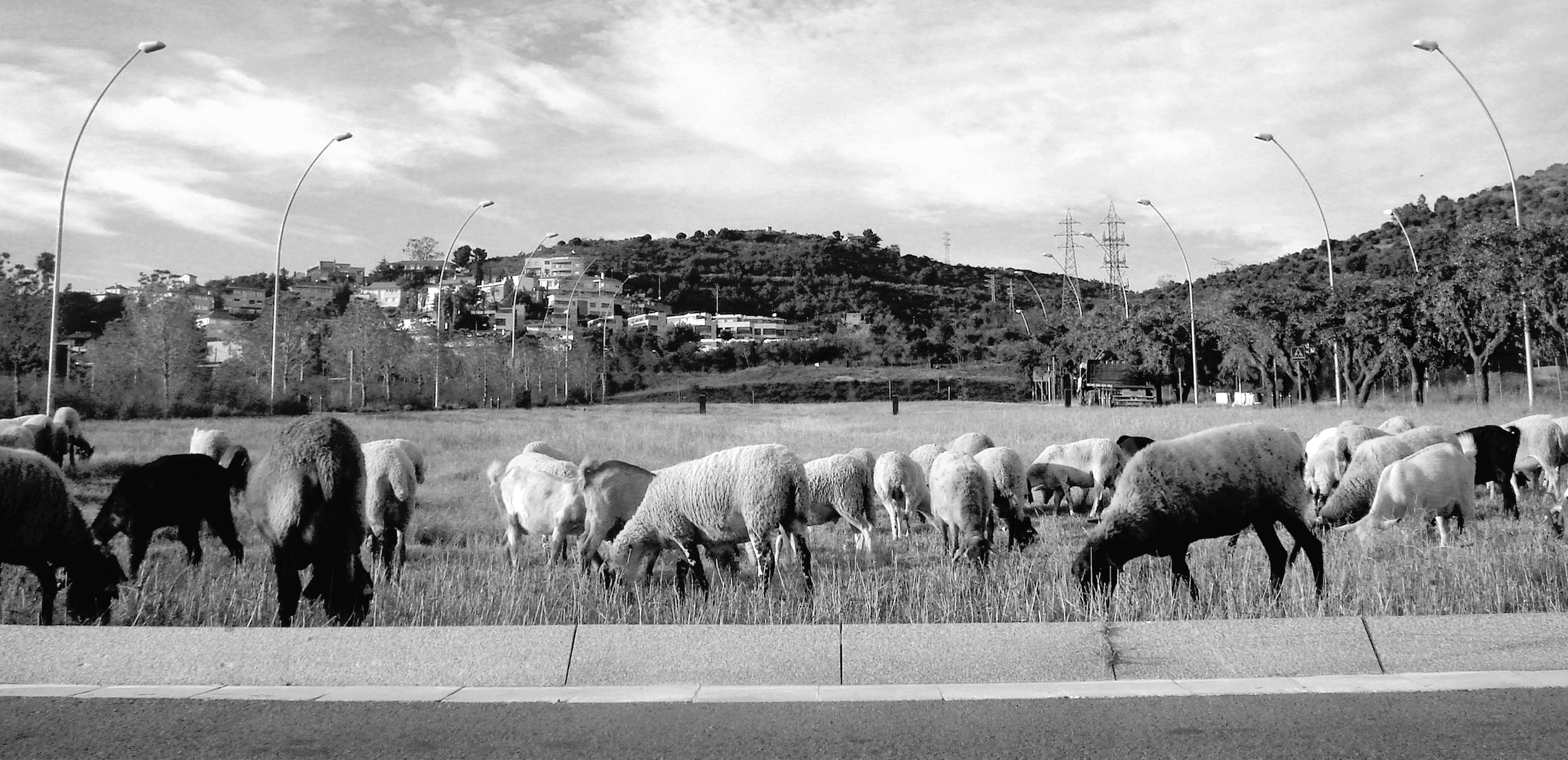 Batlle i Roig Arquitectes, Urbanizzazione dell area di Finestrelles, Esplugues de Llobregat, 2002. Un «parco di passaggio» concepito come un corridoio ecologico pubblico collegato agli spazi naturali circostanti. Il viale centrale piantato a trifoglio diventa una corsia verde che conduce gli abitanti verso le montagne confinanti e permette agli animali di avvicinarsi alla città