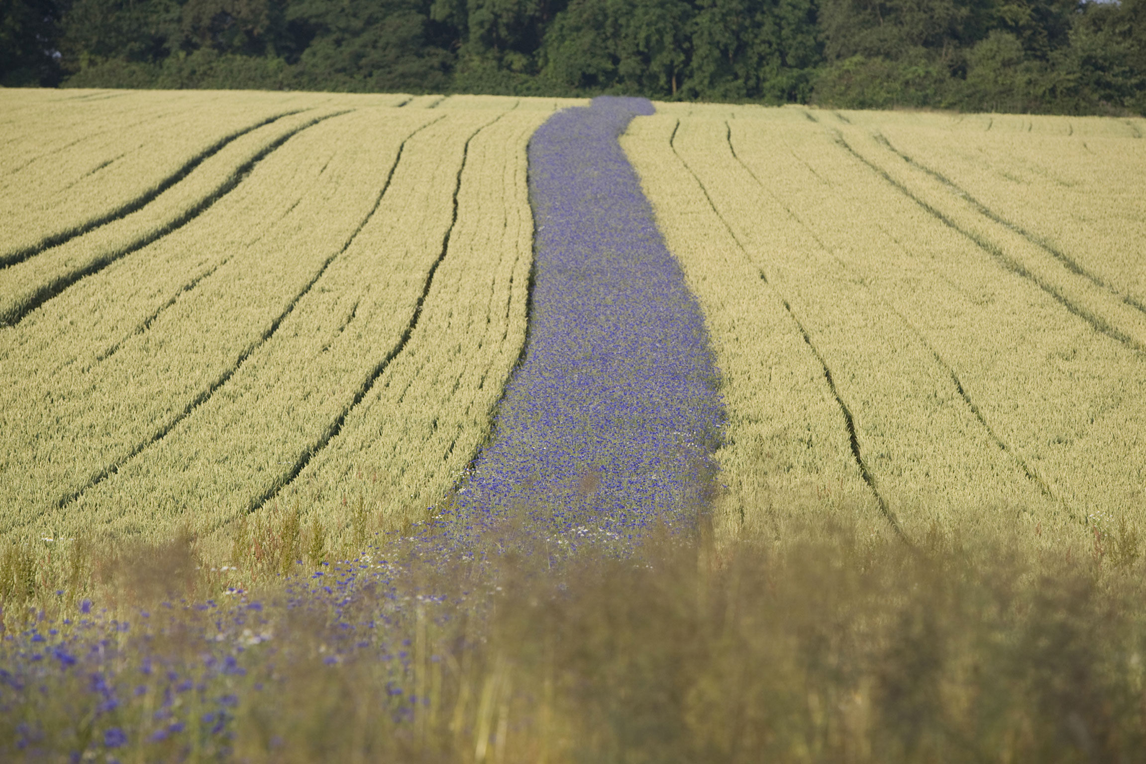 Le fasce di Centaurea cyanus (fiordalisi), attraversano la collina