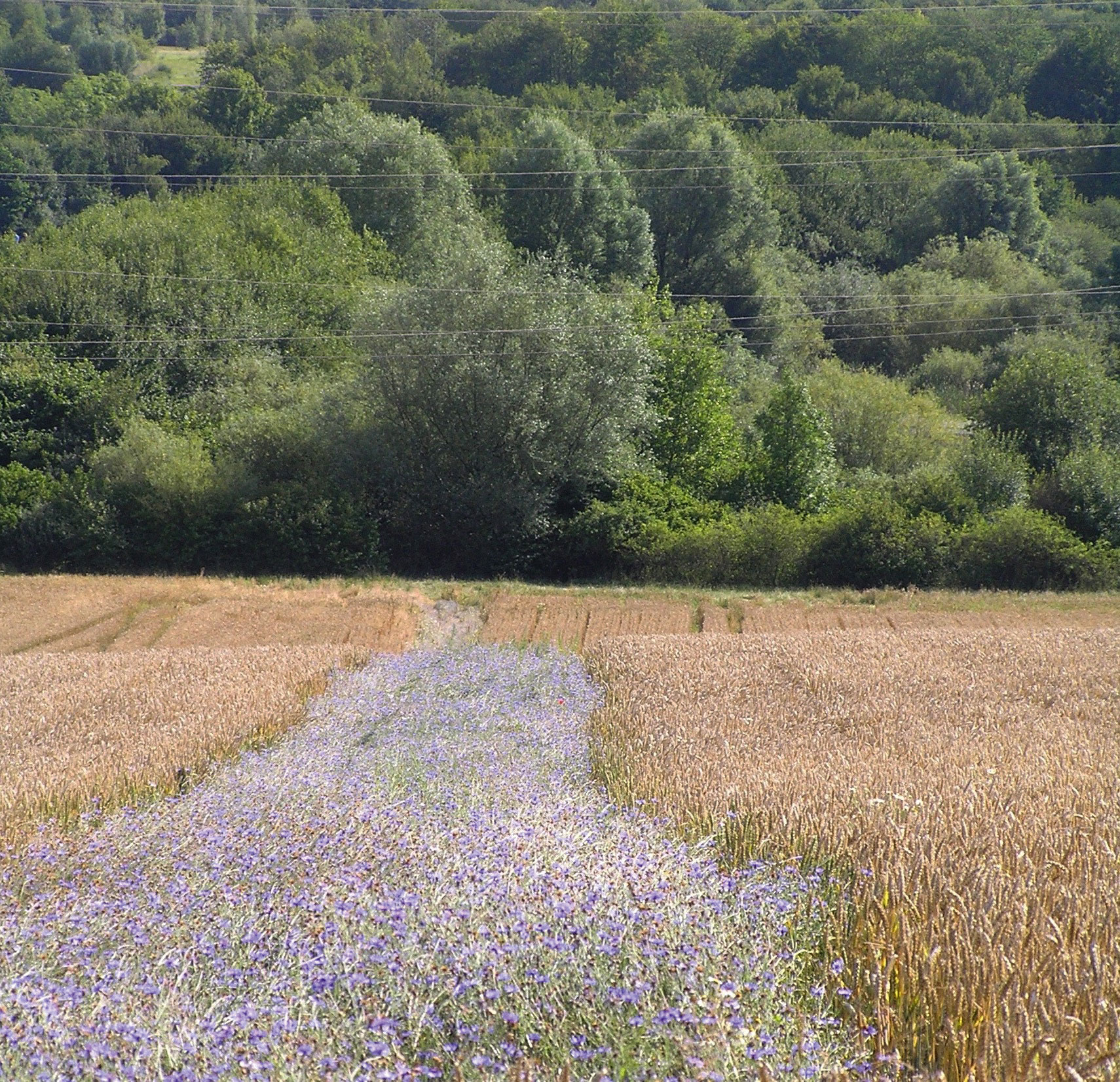 Le fasce di Centaurea cyanus (fiordalisi), attraversano la collina