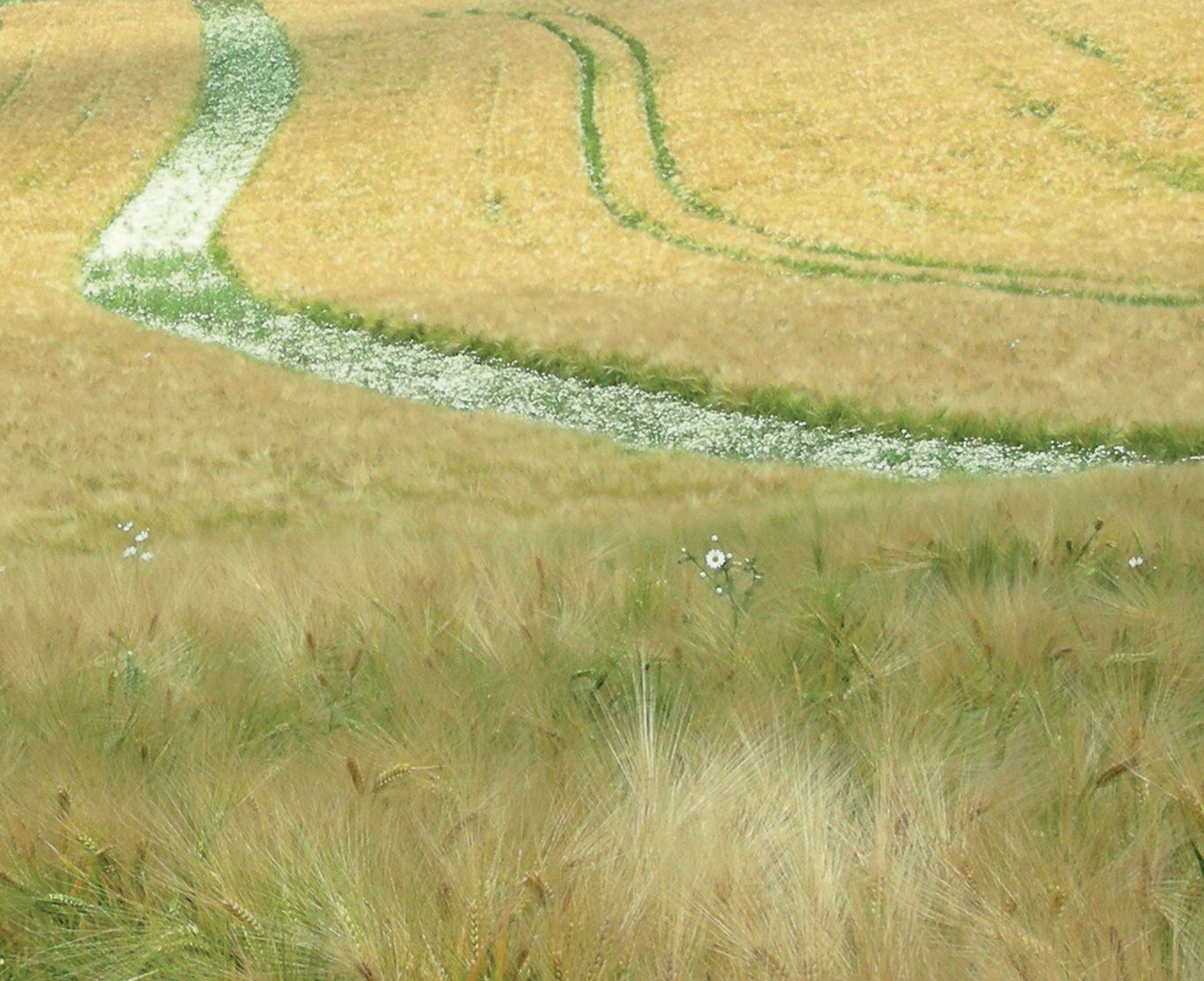 Le linee di Matricaria camomilla (camomilla)