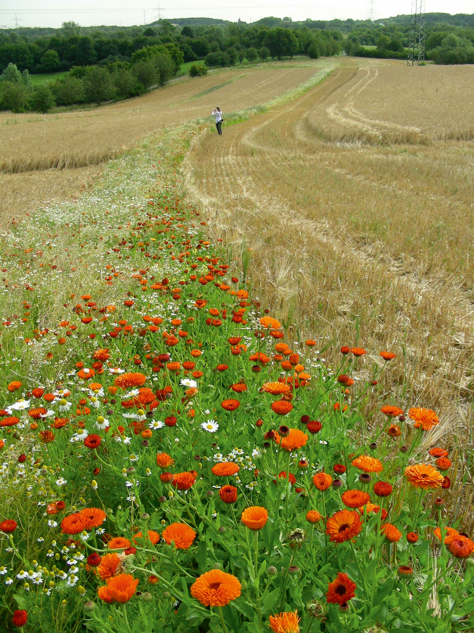 Le linee di Calendula officinalis (calendula) attravesano i campi nella prima fase dell intervento, durante la primavera-estate del 2009