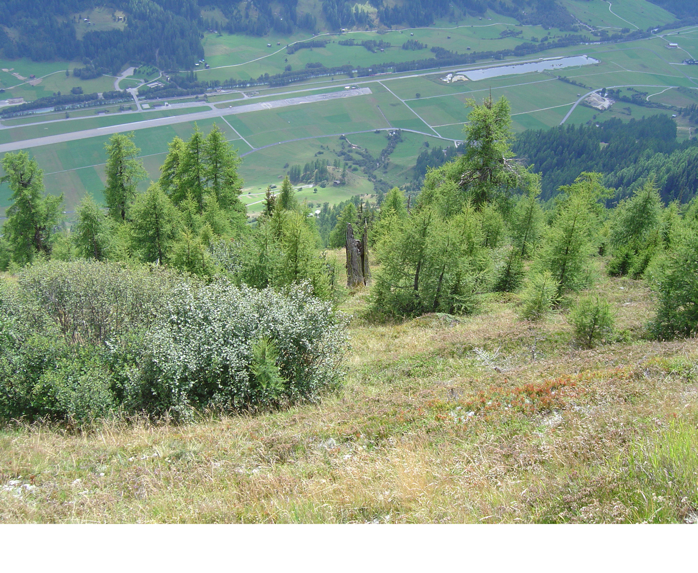 Anrissgebiet von 1999 beim Ulricher Galen heute mit typischer Rottenbildung (Baumgruppen) im Schutzwald.