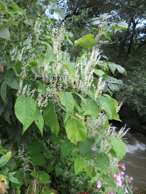 Die oberirdischen Pflanzenteile des Knöterichs sterben im Winter ab, während die Wurzeln im Boden verbleiben und im Frühling wieder austreiben