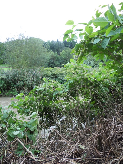 Mit seinen vielen Gewässern ist der Kanton Aargau besonders betroffen