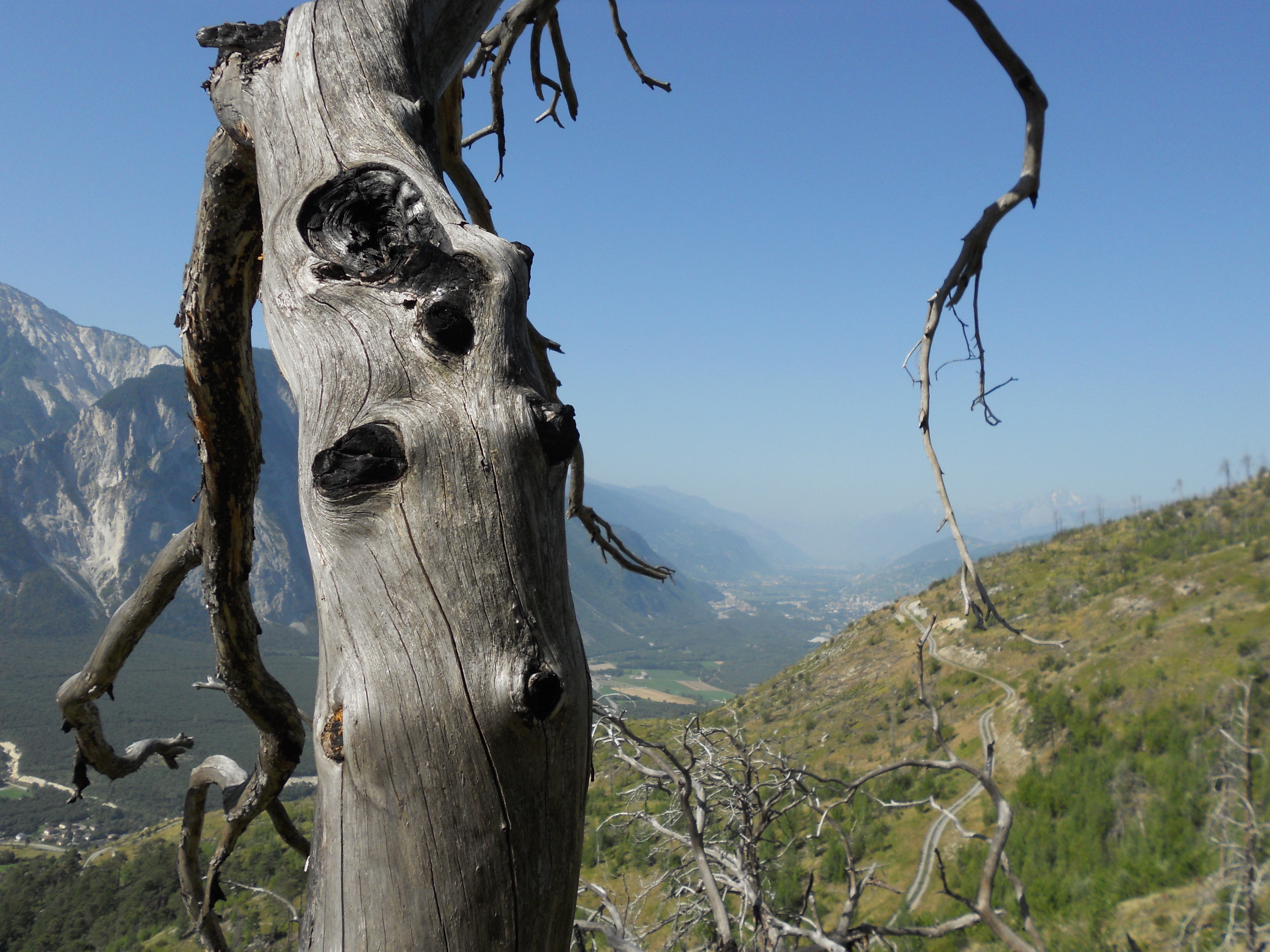 Wie ein Mahnmal erinnern abgestorbene Bäume auch zehn Jahre nach dem Waldbrand noch immer an die Feuersbrunst vom August 2003. (Foto: Lukas Denzler)