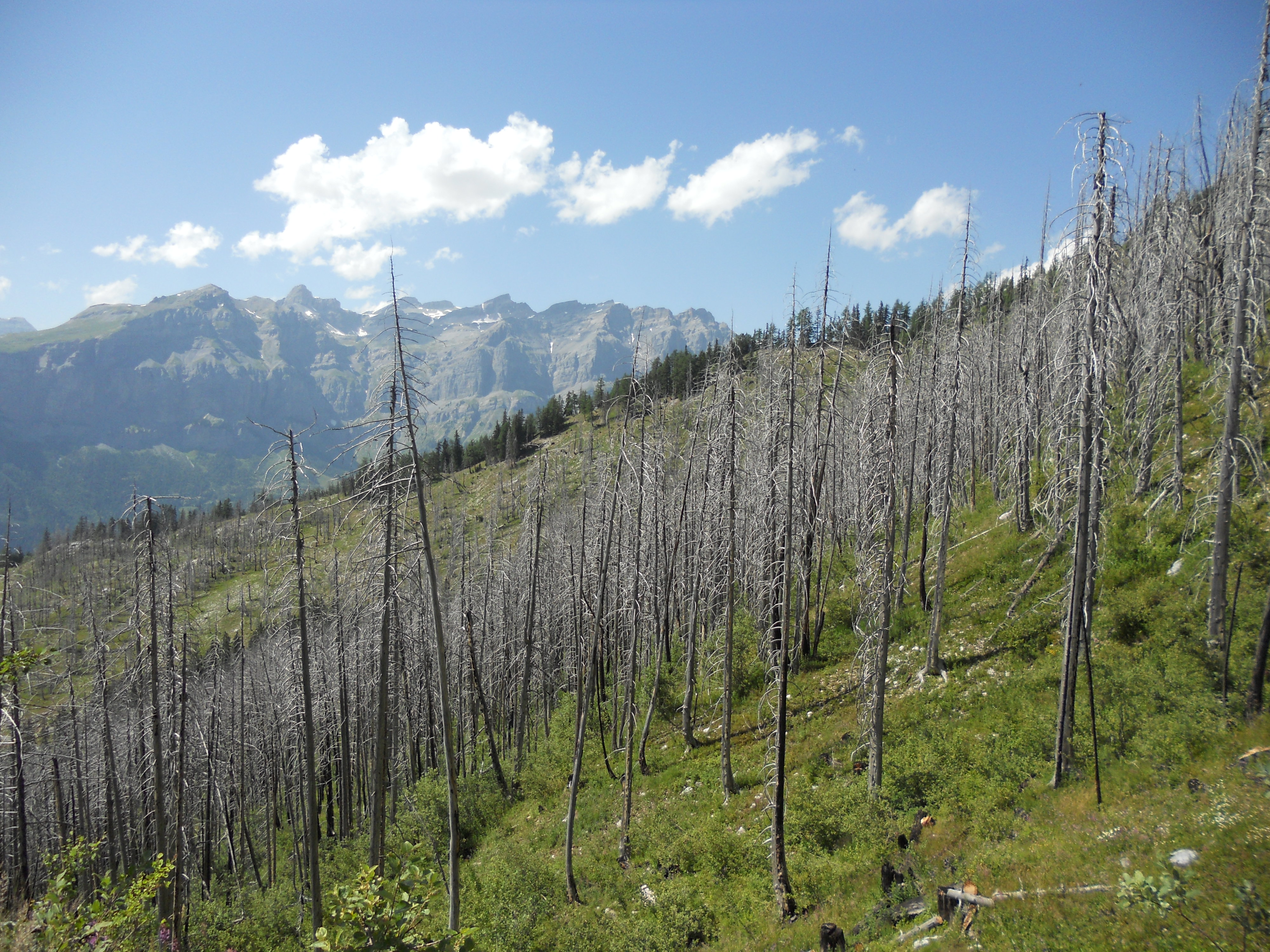 Oberer Teil der Waldbrandfläche. Hier fällt immer wieder mal ein Dürrständer um. (Foto: Lukas Denzler)